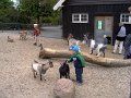 zoologisk have med Kasper maj 08 010